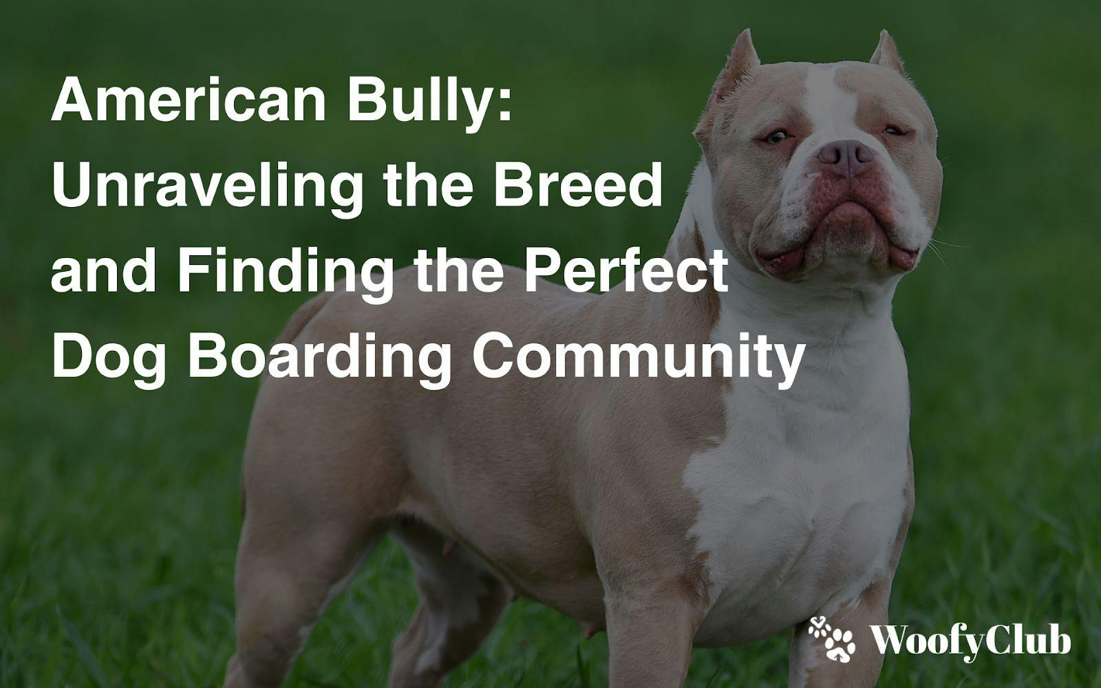 American Bully: Unraveling The Breed And Finding The Perfect Dog Boarding Community