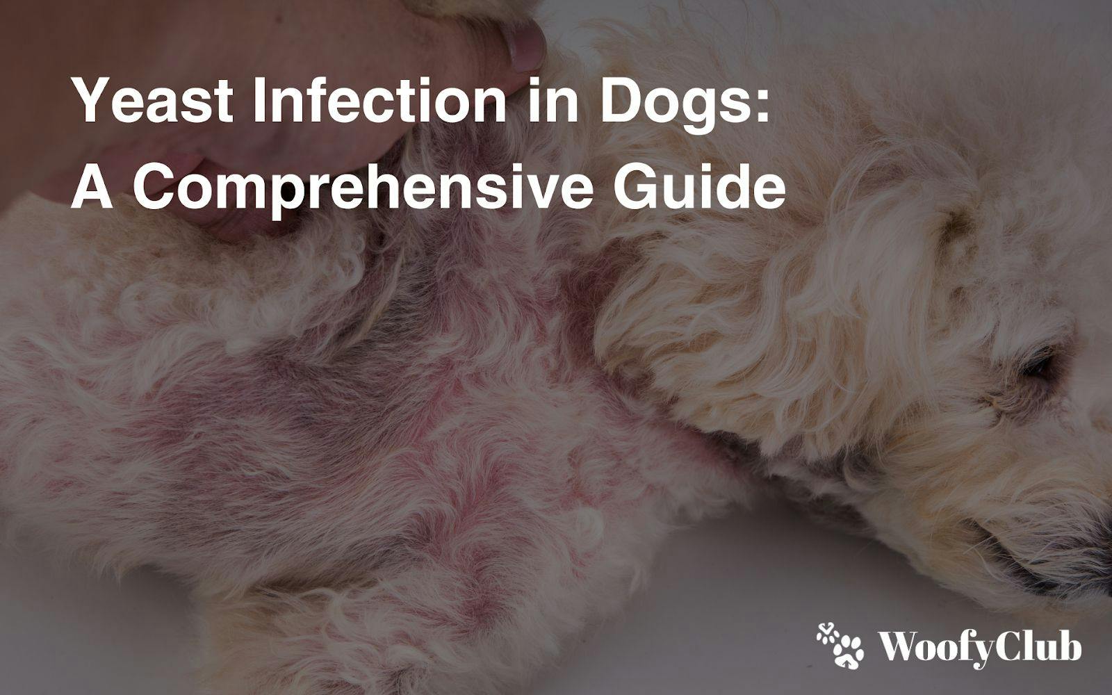 Yeast Infection In Dogs: A Comprehensive Guide
