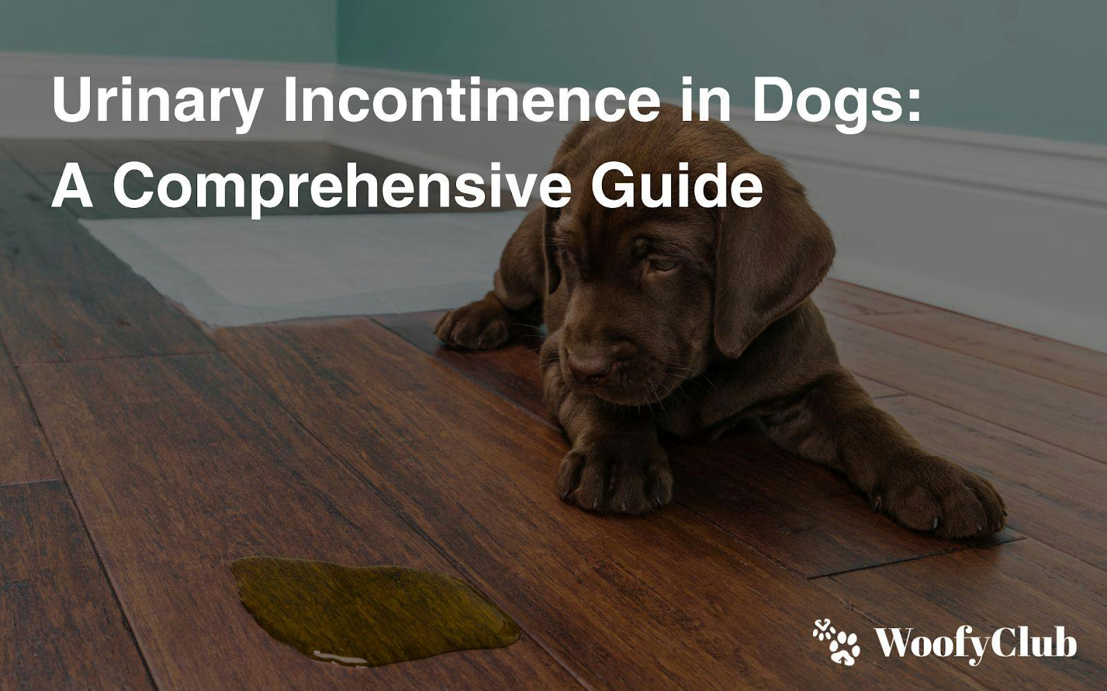 Urinary Incontinence In Dogs: A Comprehensive Guide