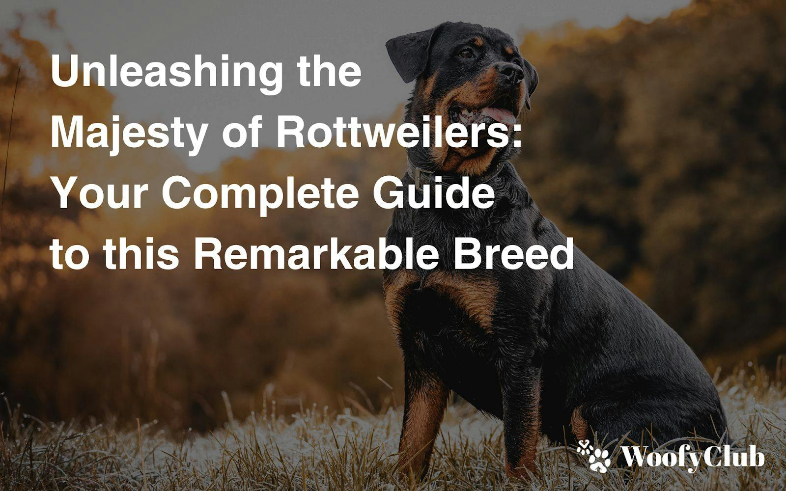 Unleashing The Majesty Of Rottweilers: Your Complete Guide To This Remarkable Breed