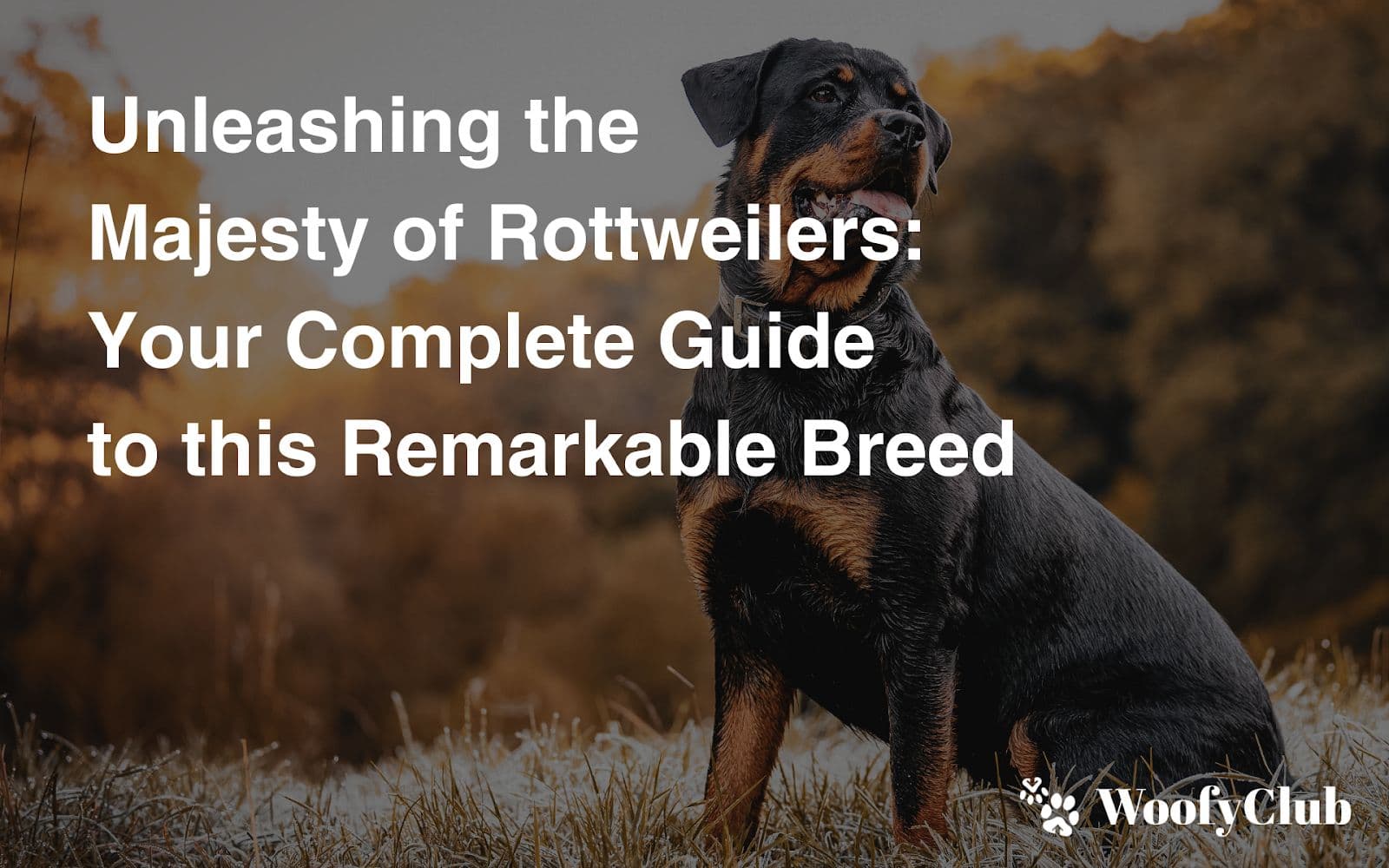 Unleashing The Majesty Of Rottweilers: Your Complete Guide To This Remarkable Breed