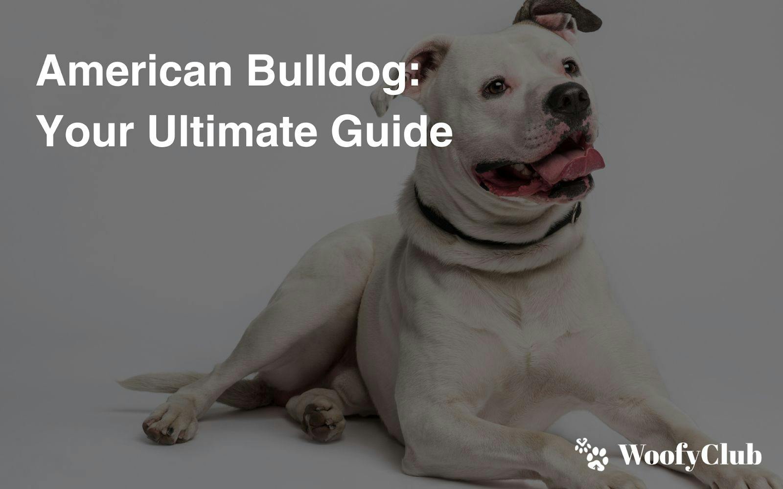 American Bulldog: Your Ultimate Guide