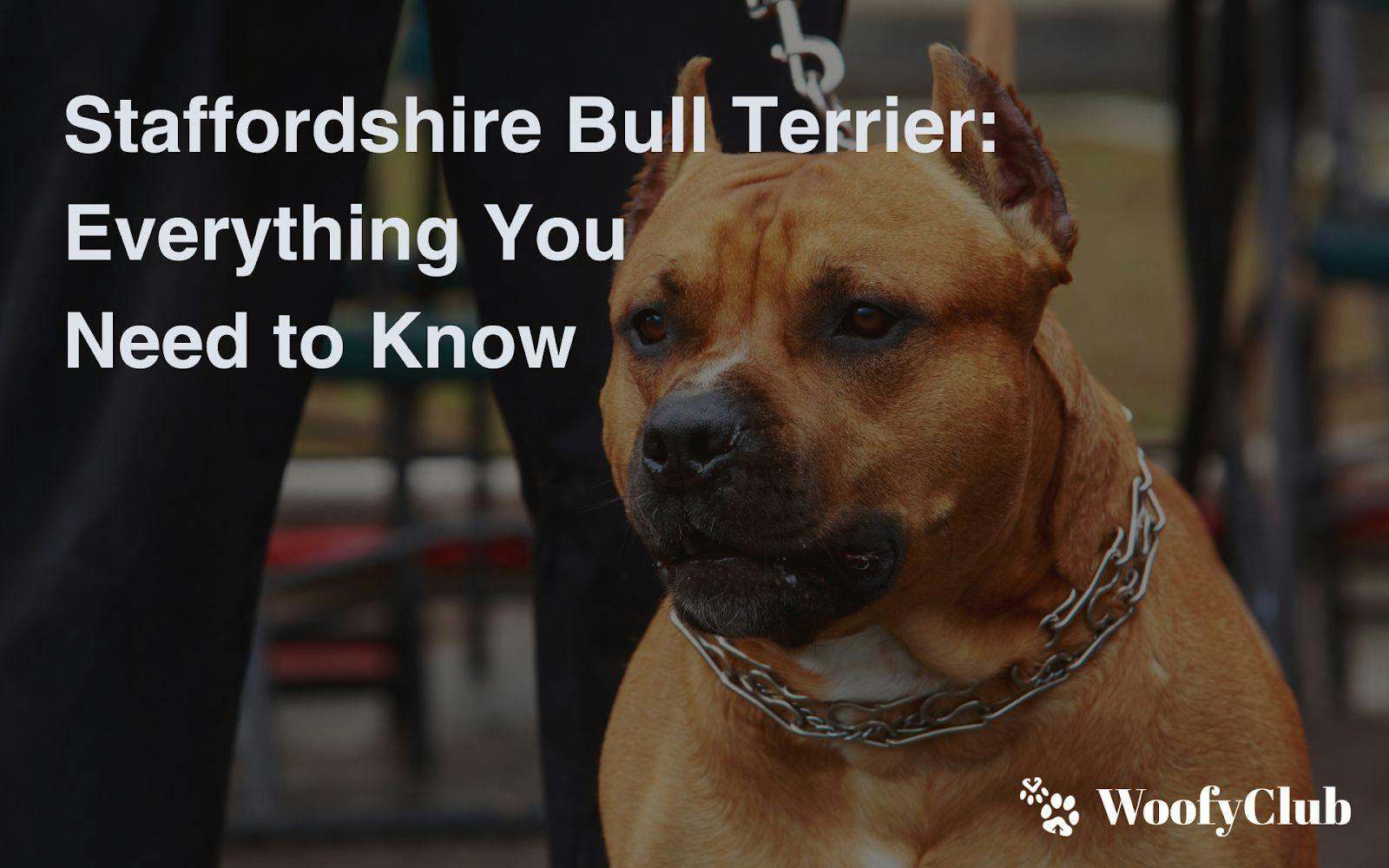 Staffordshire Bull Terrier: Everything You Need To Know