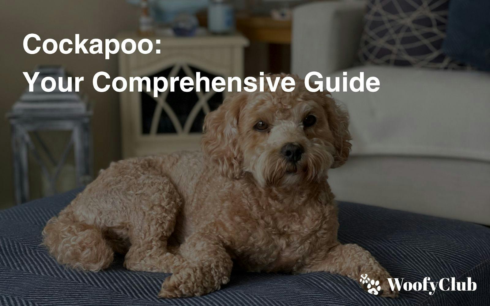 Cockapoo: Your Comprehensive Guide