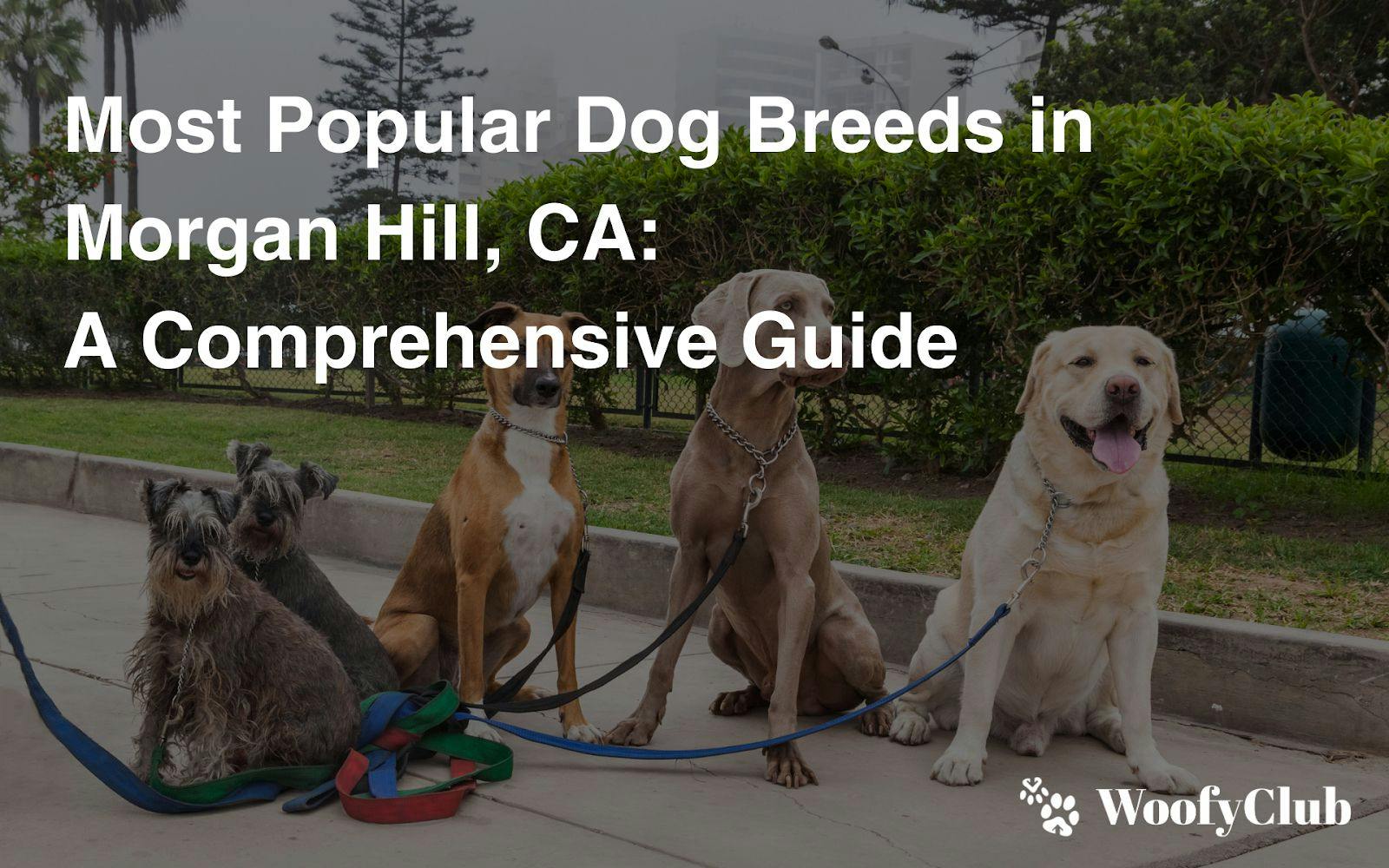 Most Popular Dog Breeds In Morgan Hill, CA: A Comprehensive Guide