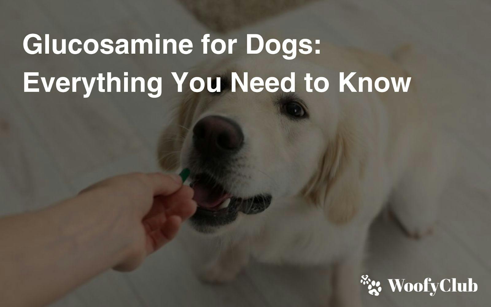 Glucosamine For Dogs: Everything You Need To Know