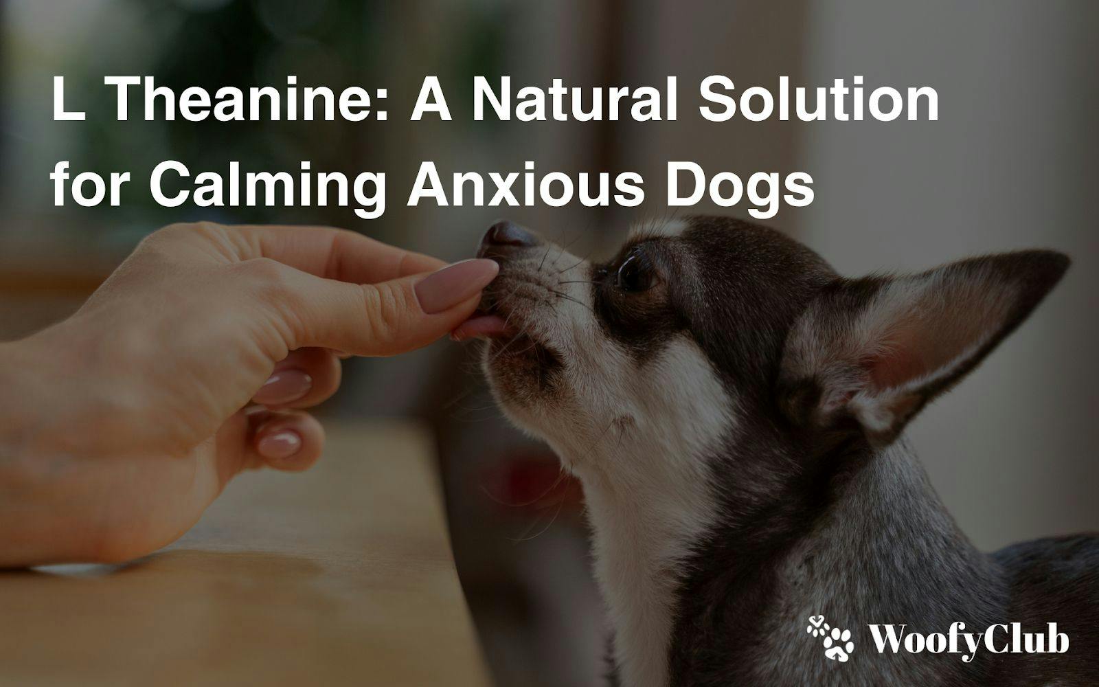 L Theanine: A Natural Solution For Calming Anxious Dogs