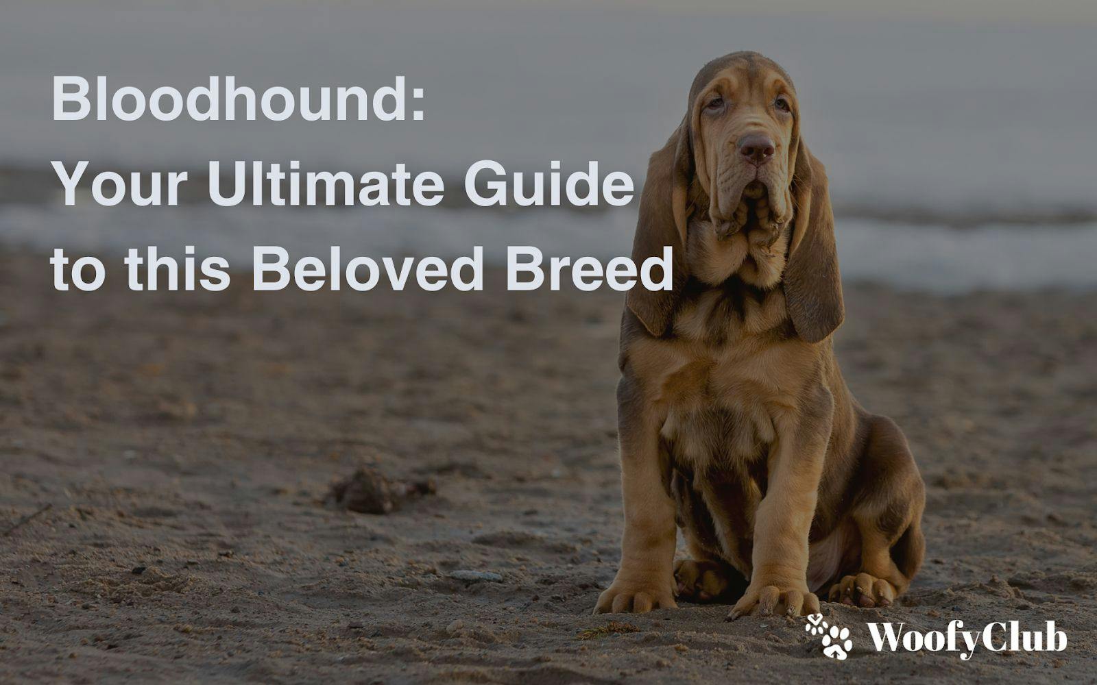 Bloodhound: Your Ultimate Guide To This Beloved Breed