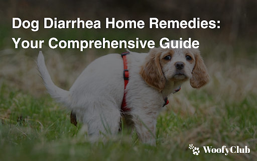 Dog Diarrhea Home Remedies: Your Comprehensive Guide