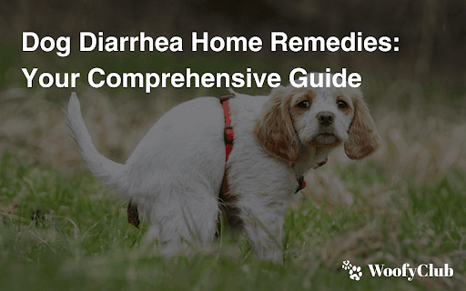 Dog Diarrhea Home Remedies: Your Comprehensive Guide