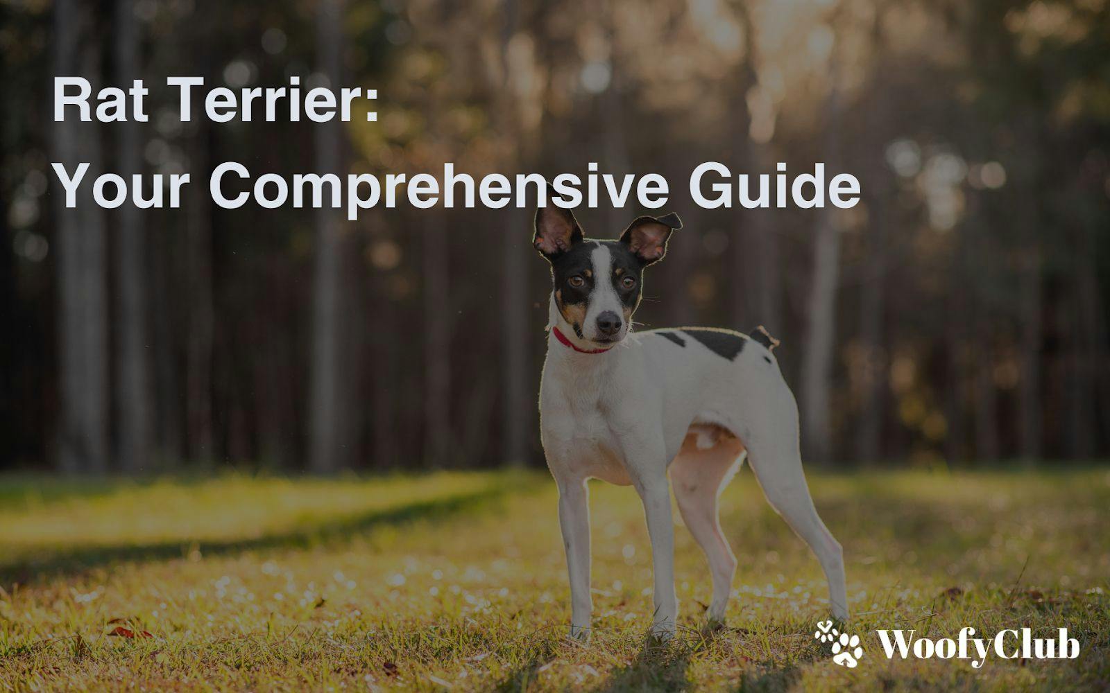 Rat Terrier: Your Comprehensive Guide
