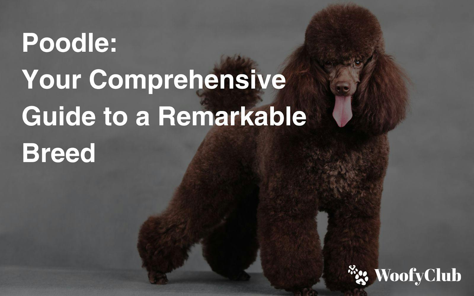 Poodle: Your Comprehensive Guide To A Remarkable Breed