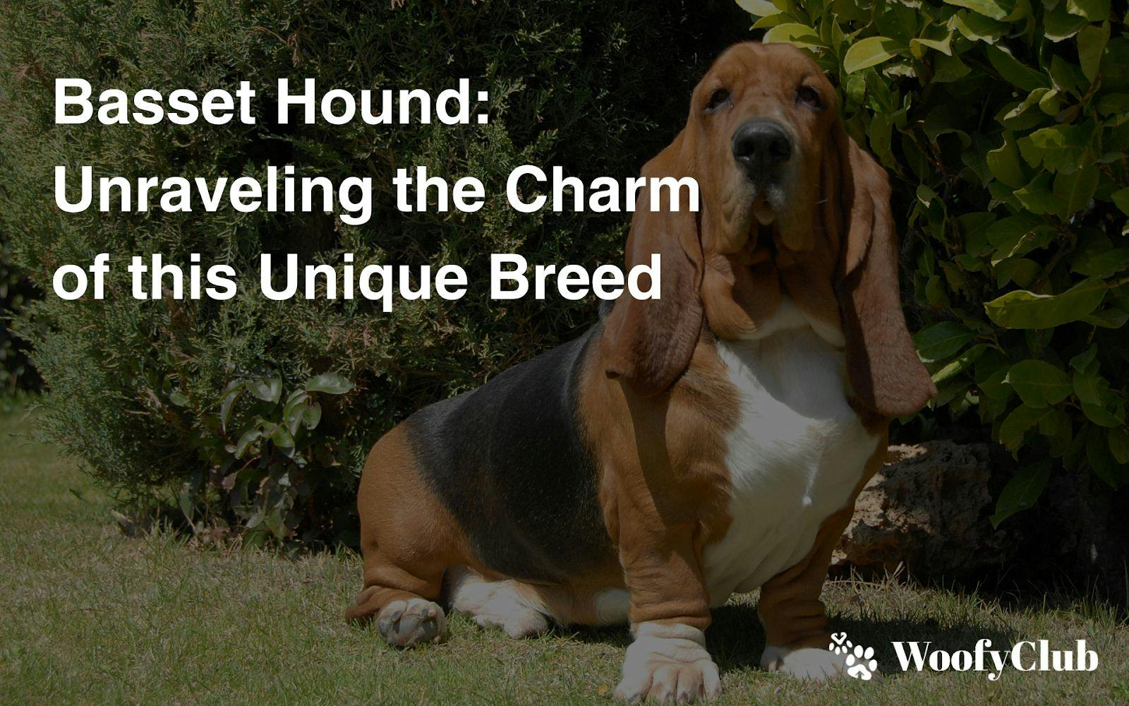 Basset Hound: Unraveling The Charm Of This Unique Breed