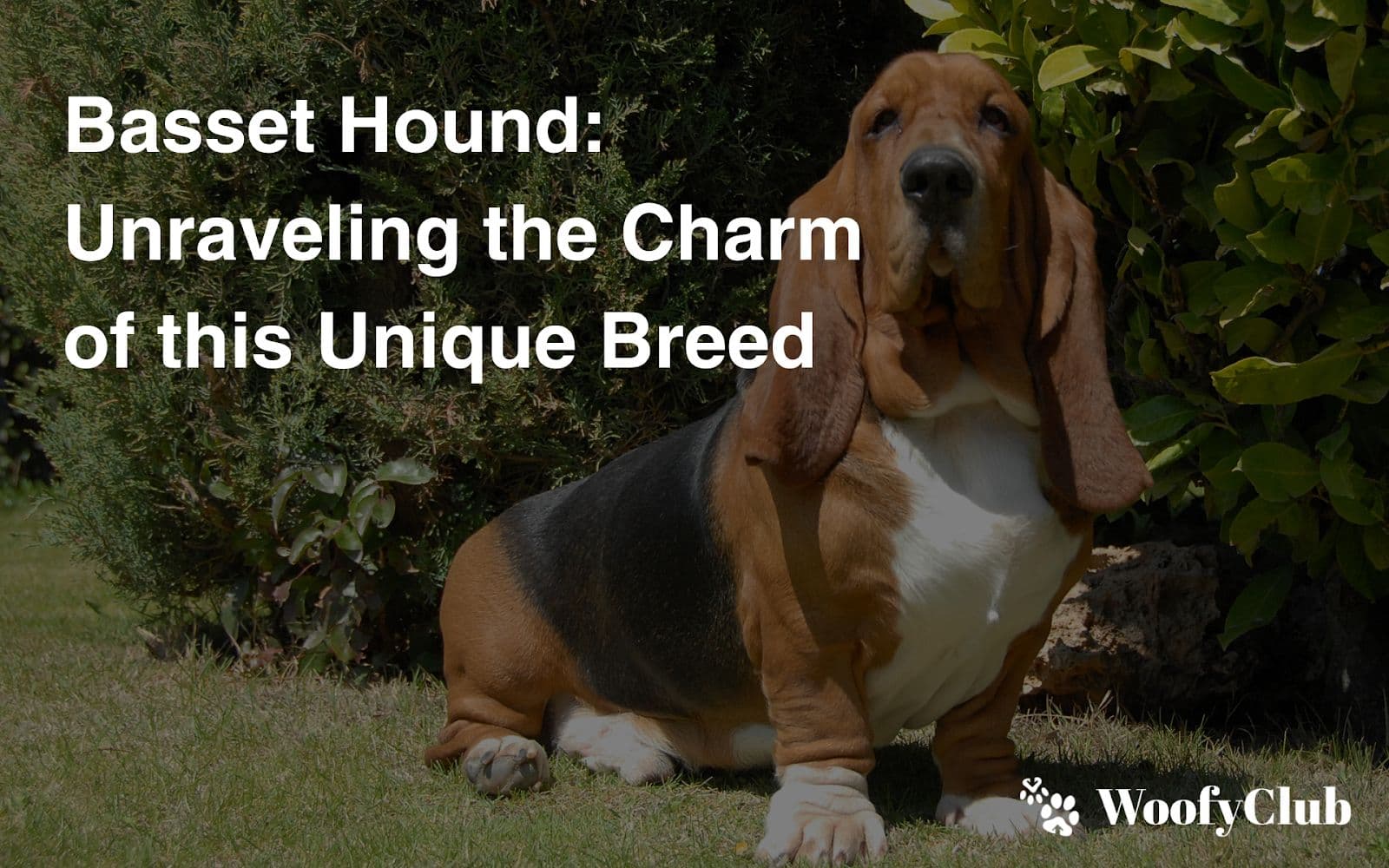 Basset Hound: Unraveling The Charm Of This Unique Breed