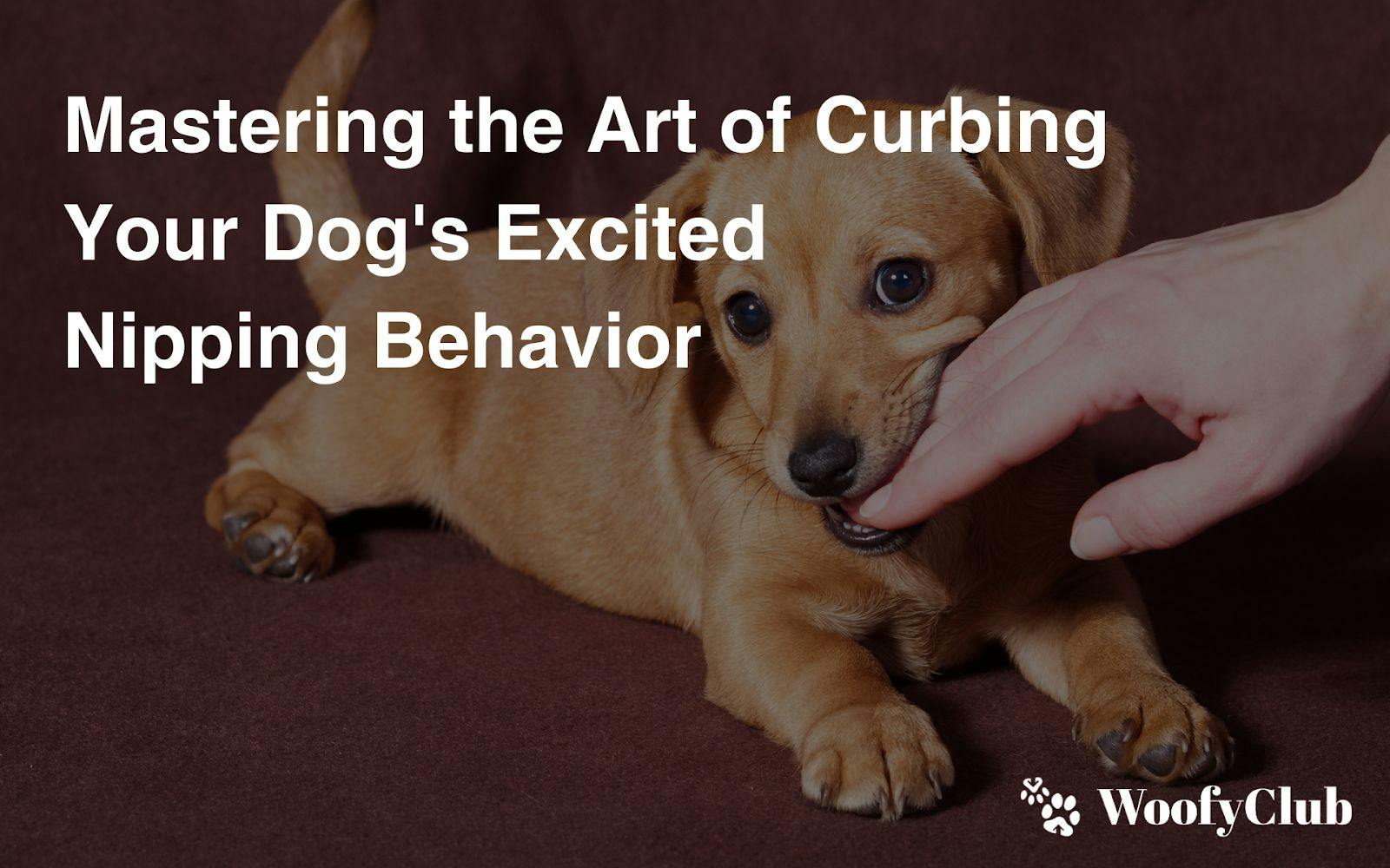 Mastering The Art Of Curbing Your Dog's Excited Nipping Behavior