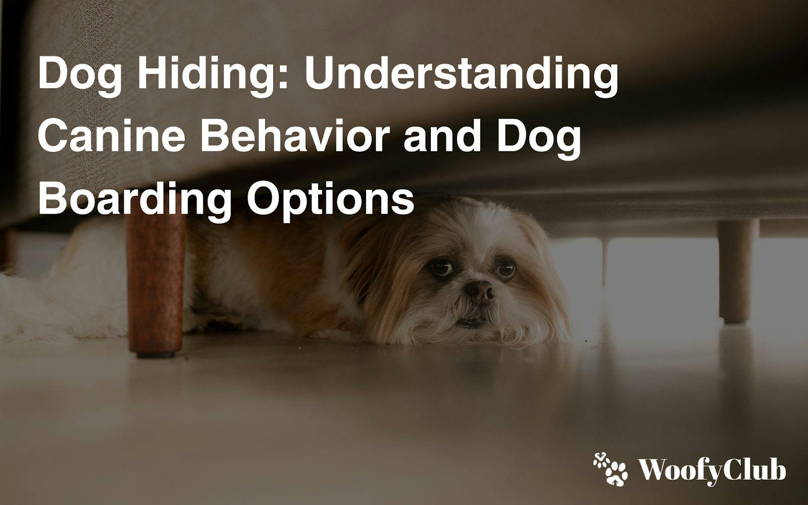 Dog Hiding: Understanding Canine Behavior And Dog Boarding Options