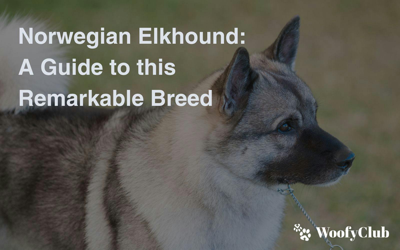 Norwegian Elkhound: A Guide To This Remarkable Breed