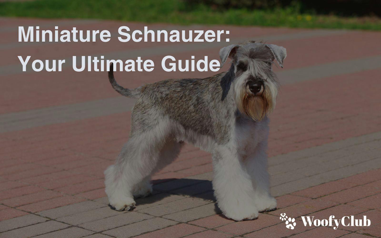 Miniature Schnauzer: Your Ultimate Guide