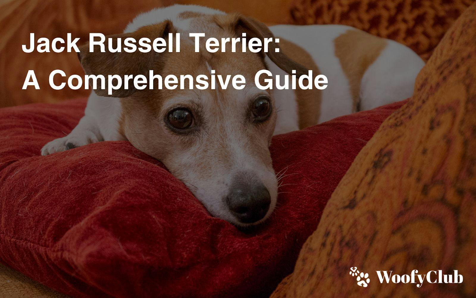 Jack Russell Terrier: A Comprehensive Guide