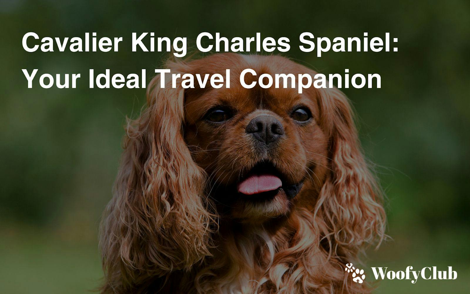 Cavalier King Charles Spaniel: Your Ideal Travel Companion