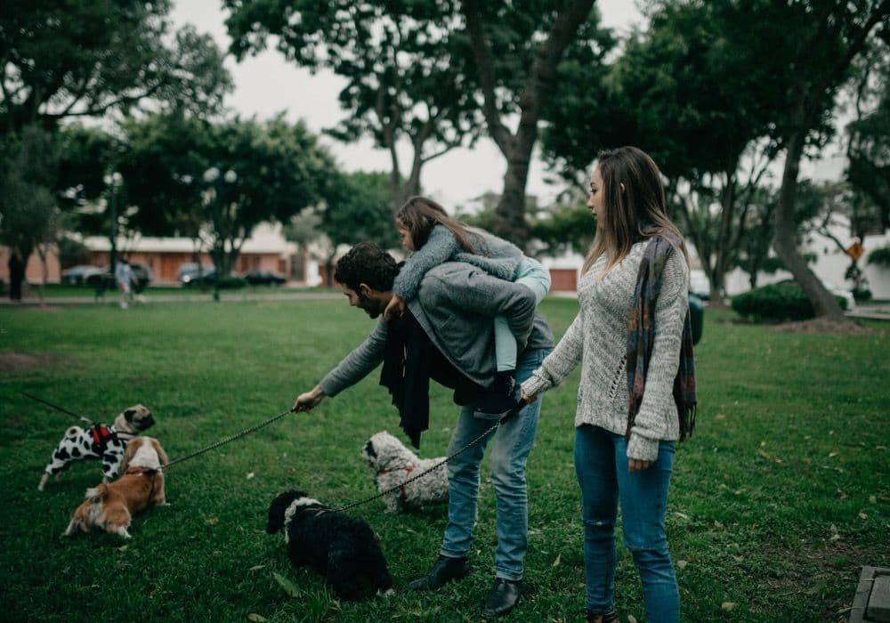 Dog Boarding Near SF, CA: A Convenient and Affordable Option for Dog Owners