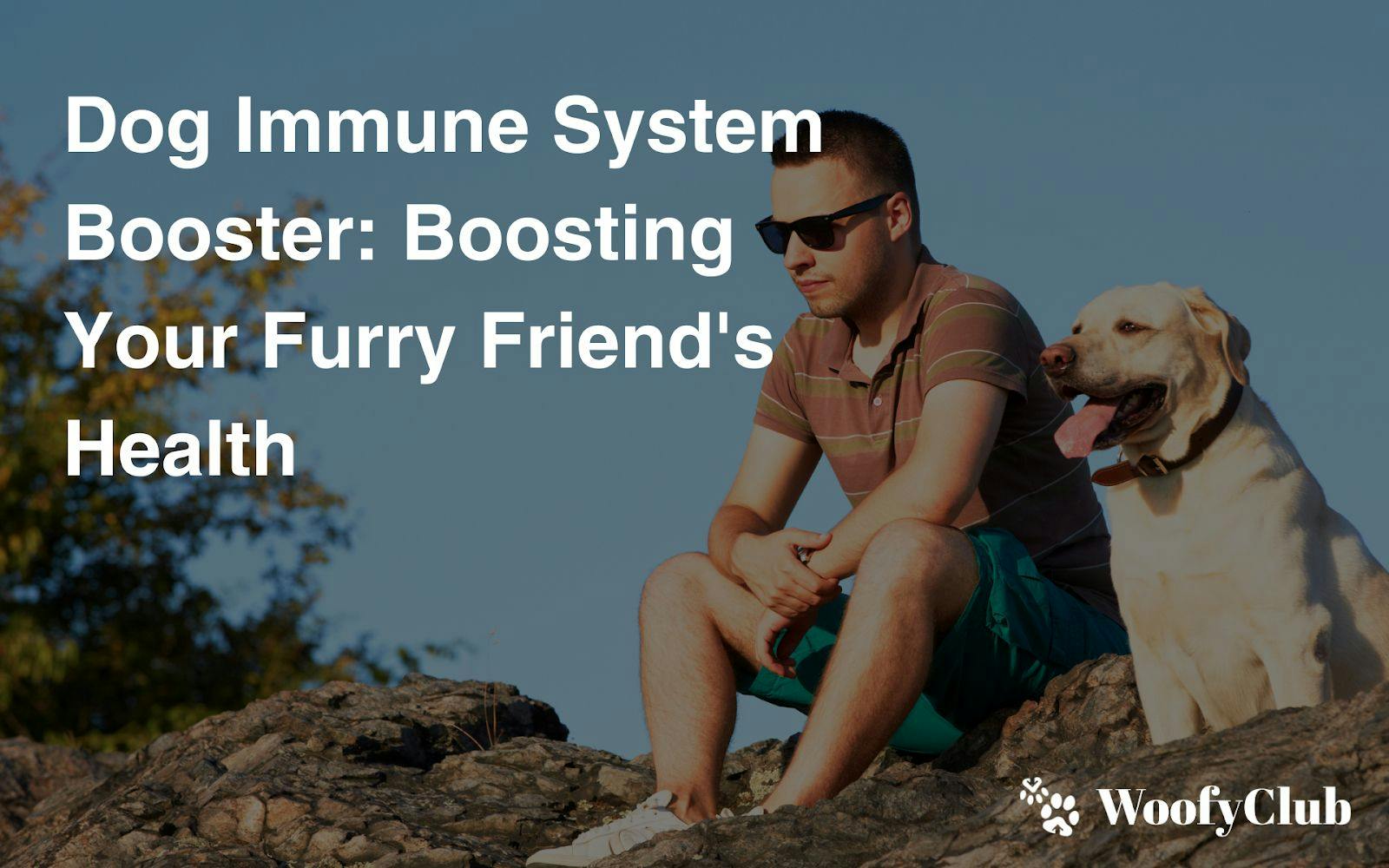 Dog Immune System Booster: Boosting Your Furry Friend's Health