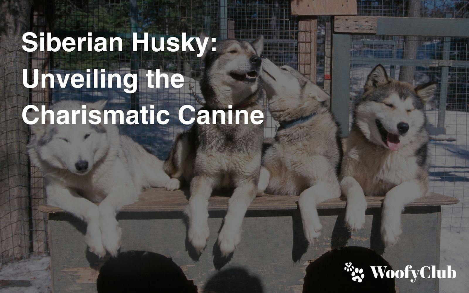 Siberian Husky: Unveiling The Charismatic Canine