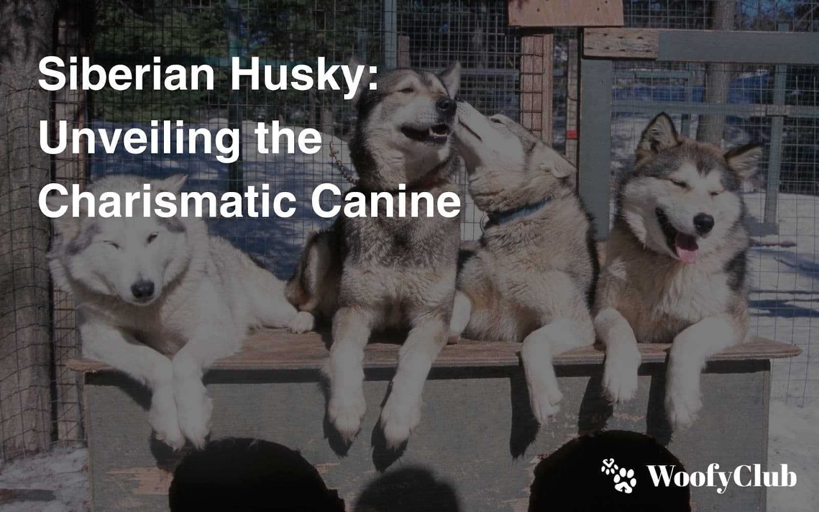 Siberian Husky: Unveiling The Charismatic Canine