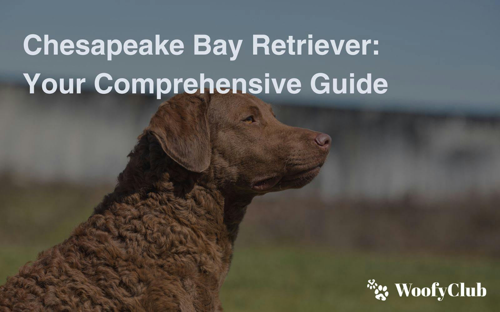Chesapeake Bay Retriever: Your Comprehensive Guide