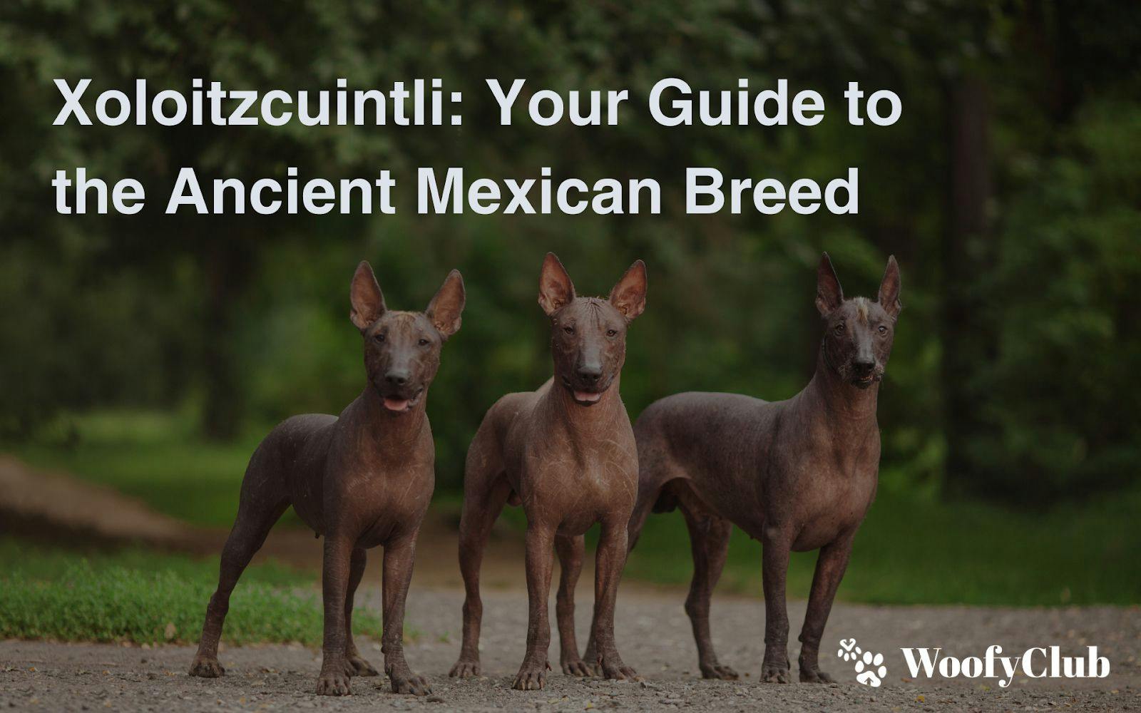 Xoloitzcuintli: Your Guide To The Ancient Mexican Breed