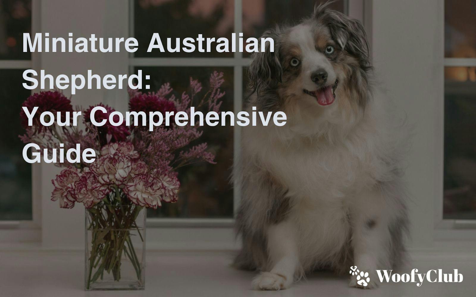 Miniature Australian Shepherd: Your Comprehensive Guide