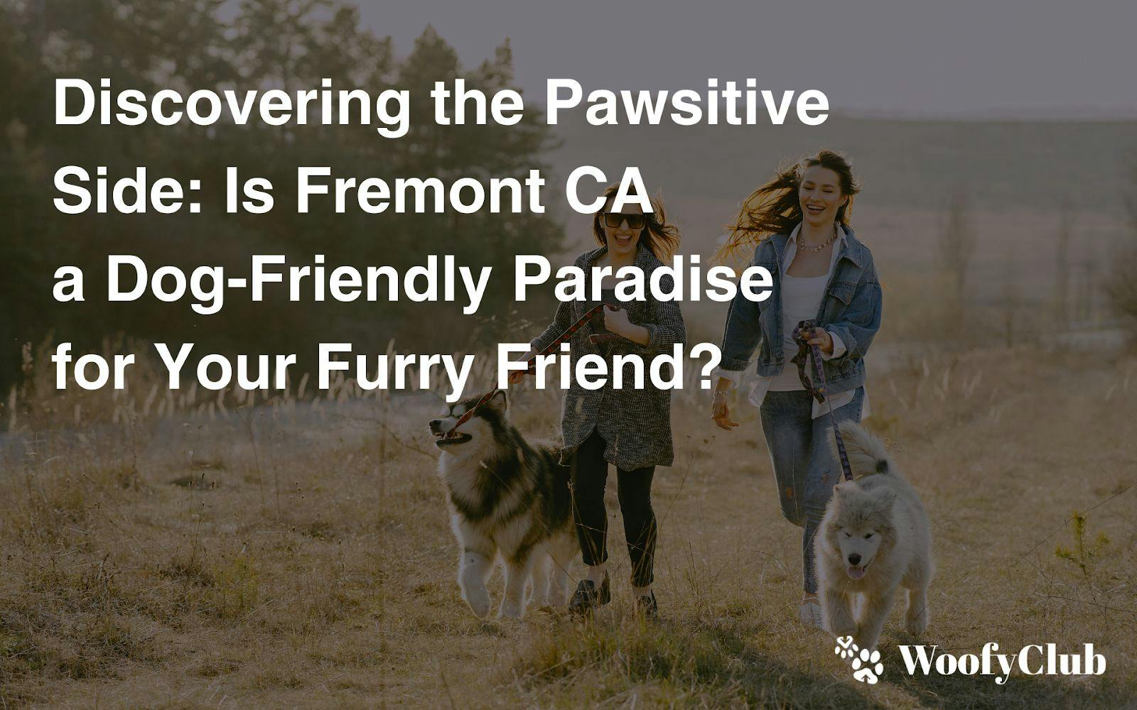 Discovering The Pawsitive Side: Is Fremont CA A Dog-Friendly Paradise For Your Furry Friend?