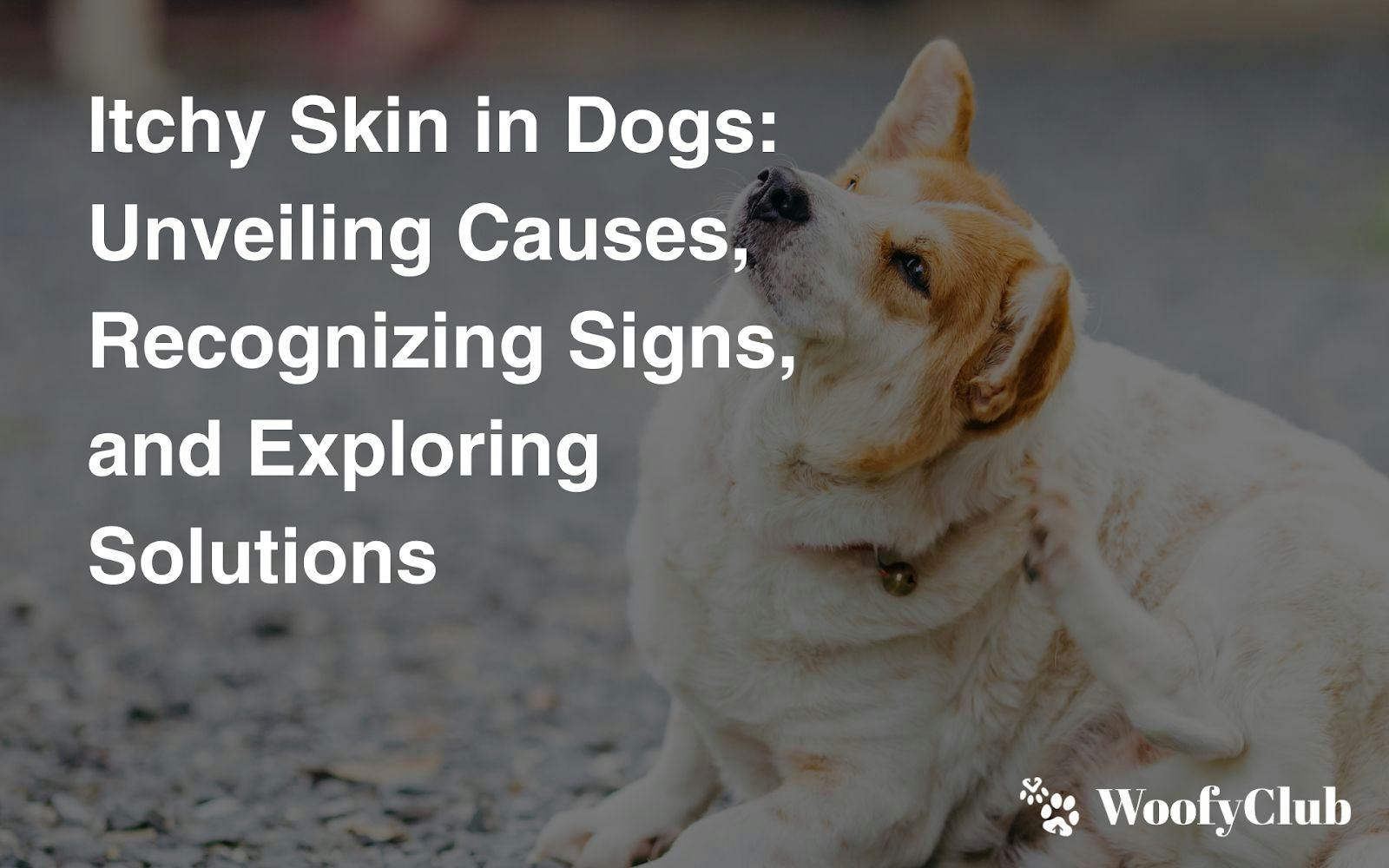Itchy Skin In Dogs: Unveiling Causes, Recognizing Signs, And Exploring Solutions