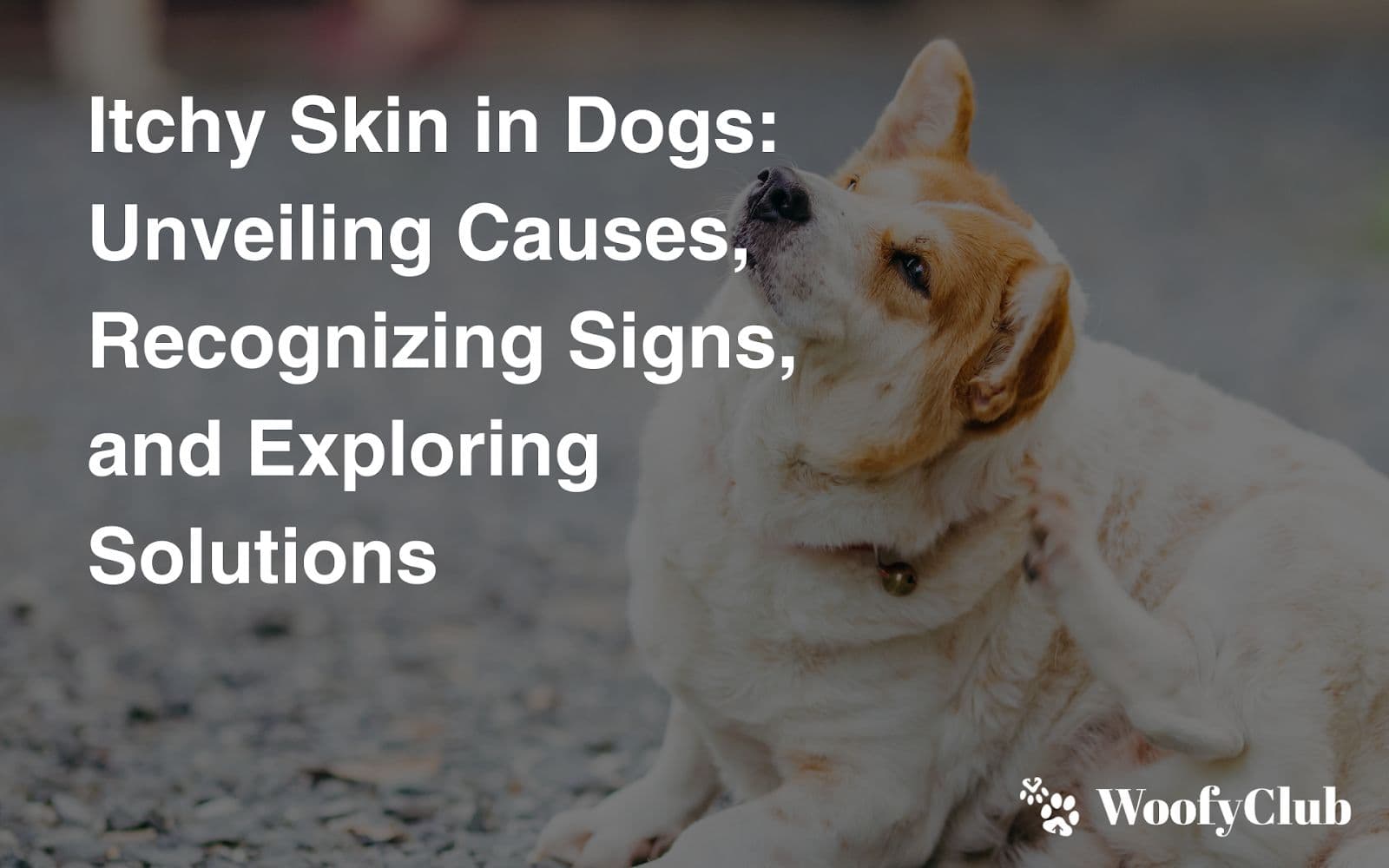 Itchy Skin In Dogs: Unveiling Causes, Recognizing Signs, And Exploring Solutions