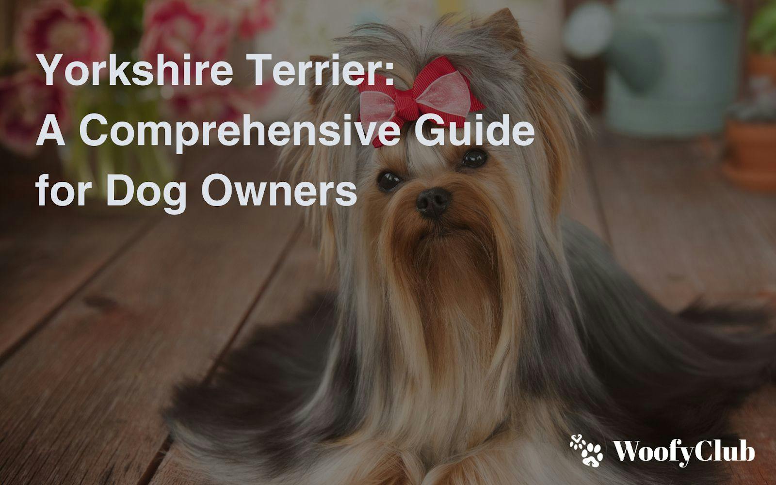 Yorkshire Terrier: A Comprehensive Guide For Dog Owners