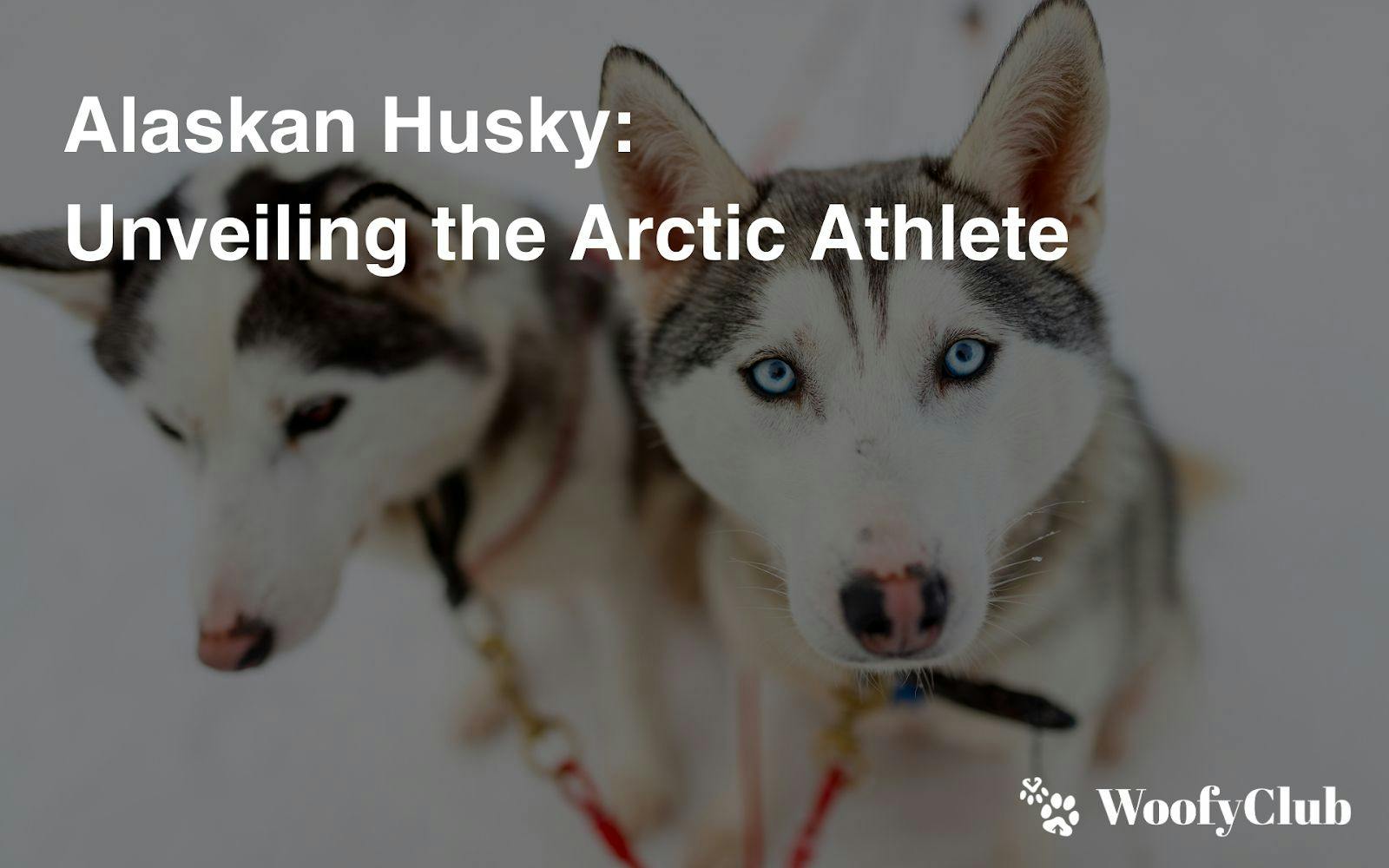 Alaskan Husky: Unveiling The Arctic Athlete