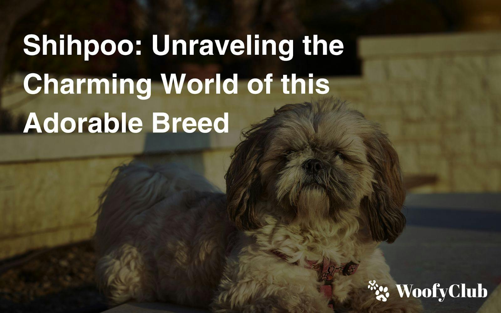 Shihpoo: Unraveling The Charming World Of This Adorable Breed