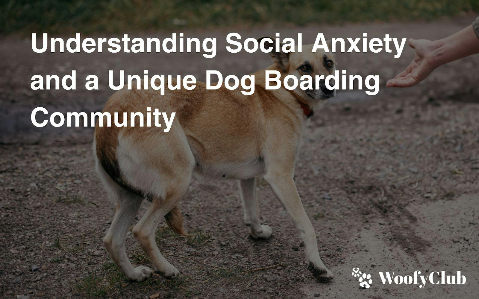 Understanding Social Anxiety And A Unique Dog Boarding Community