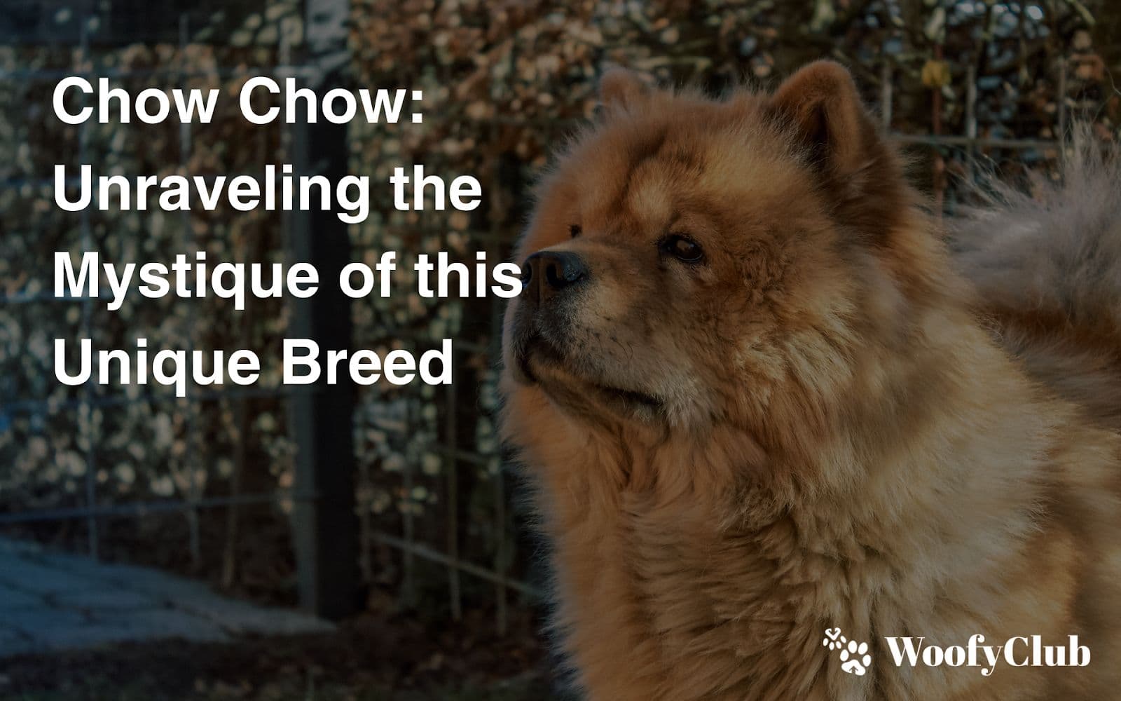 Chow Chow: Unraveling The Mystique Of This Unique Breed