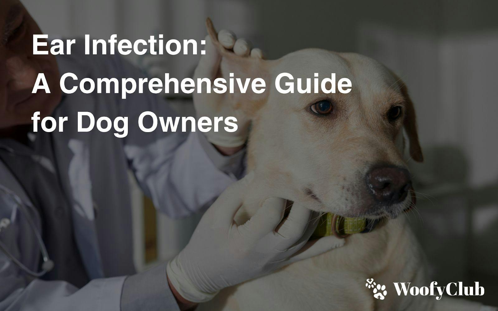 Ear Infection: A Comprehensive Guide For Dog Owners