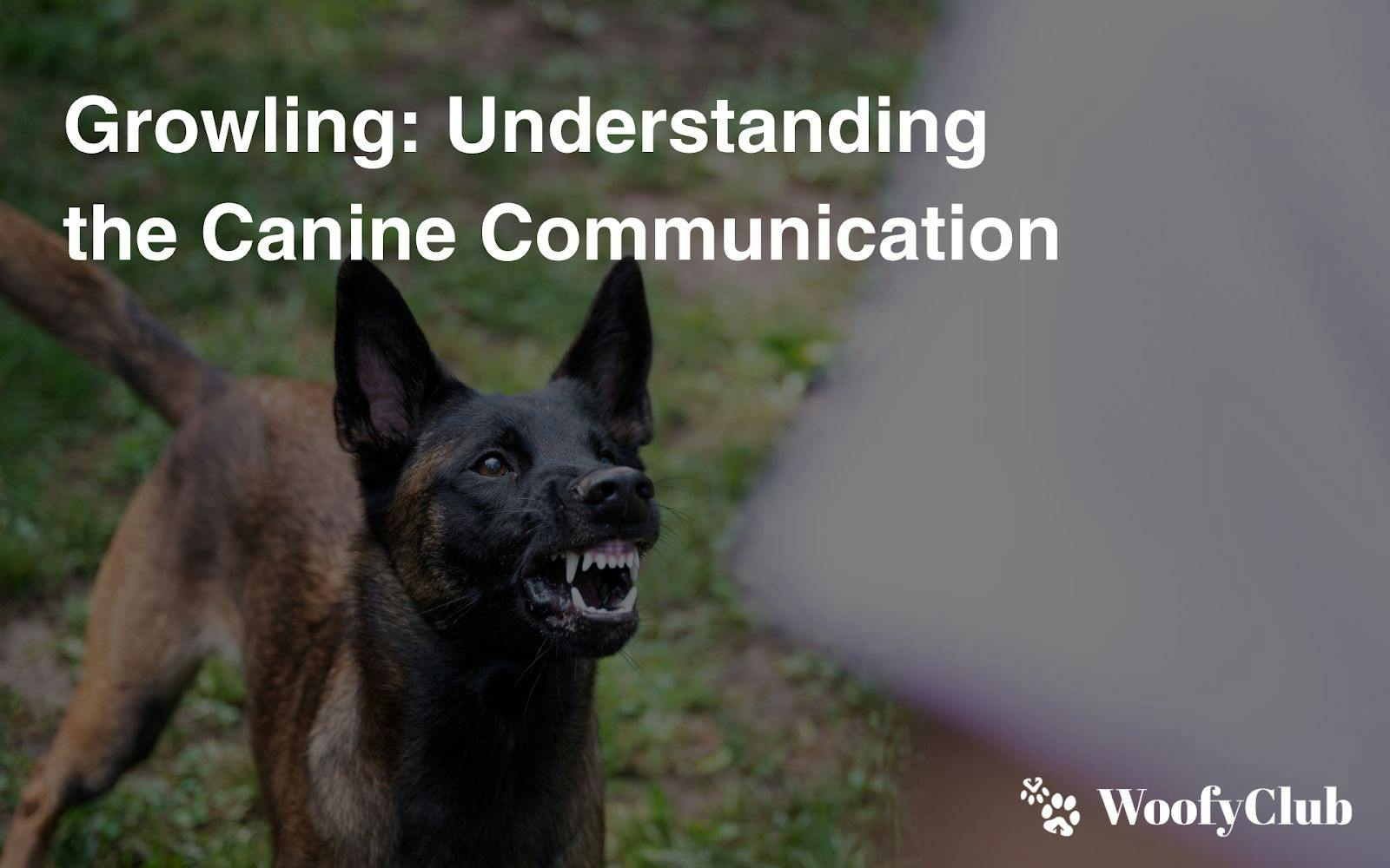 Growling: Understanding The Canine Communication