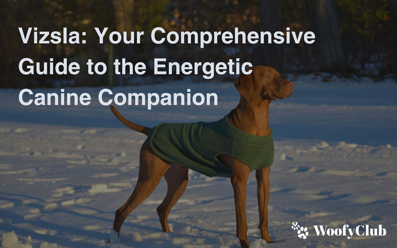 Vizsla: Your Comprehensive Guide To The Energetic Canine Companion