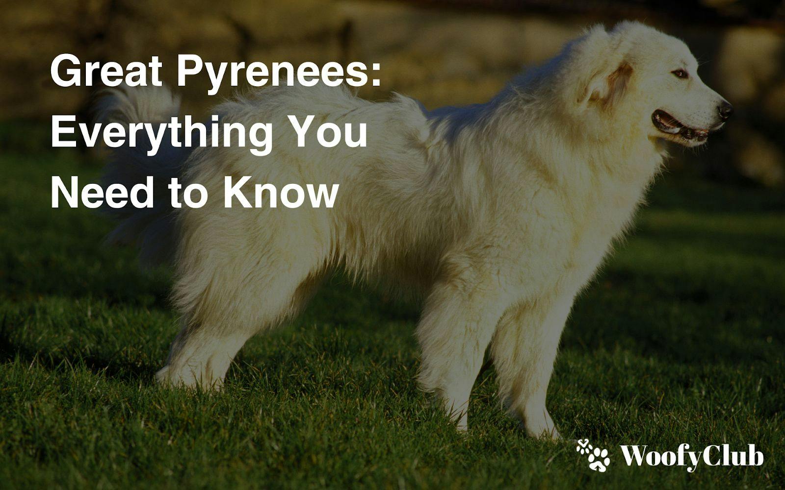 Great Pyrenees: Everything You Need To Know