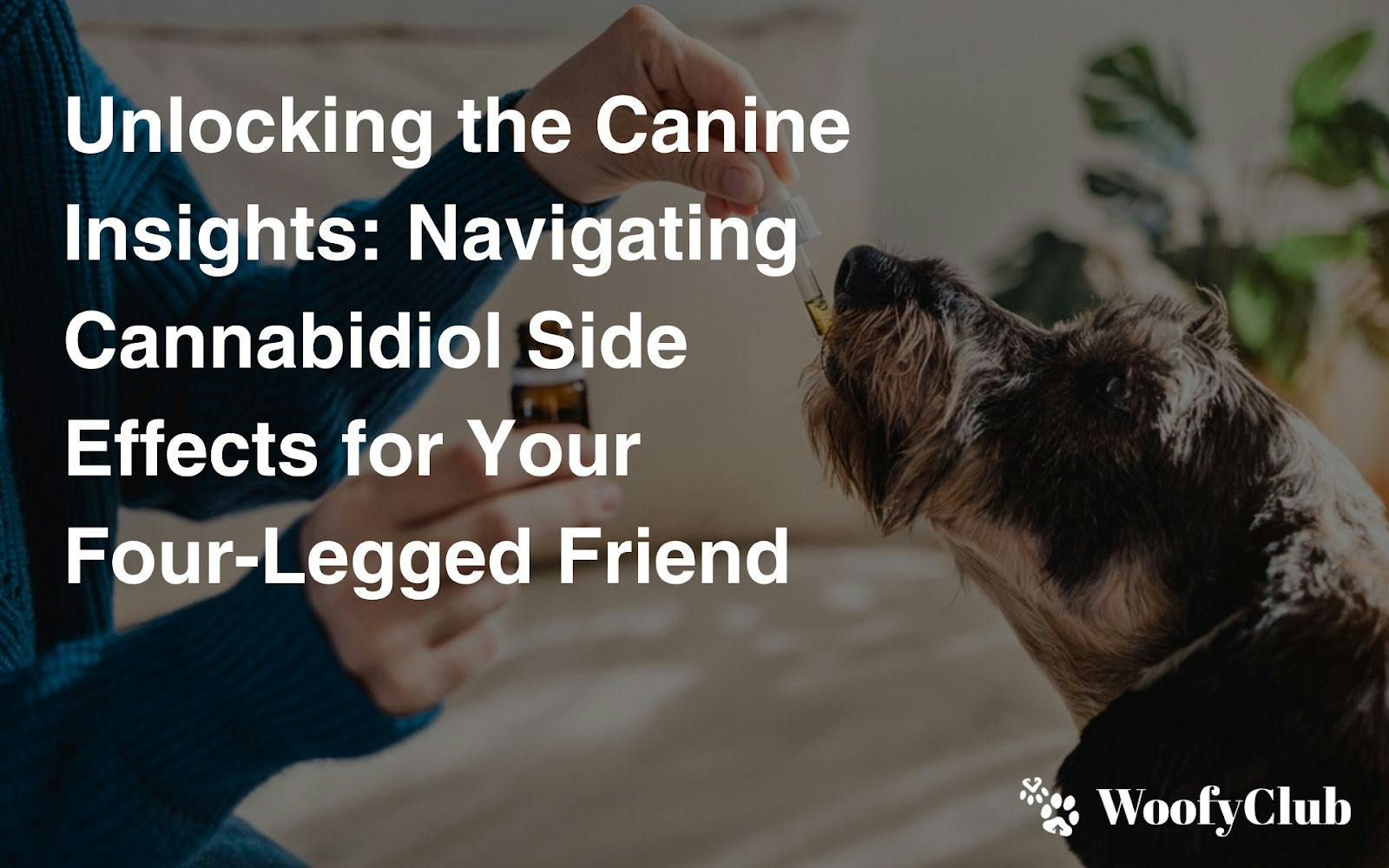 Unlocking The Canine Insights: Navigating Cannabidiol Side Effects For Your Four-Legged Friend
