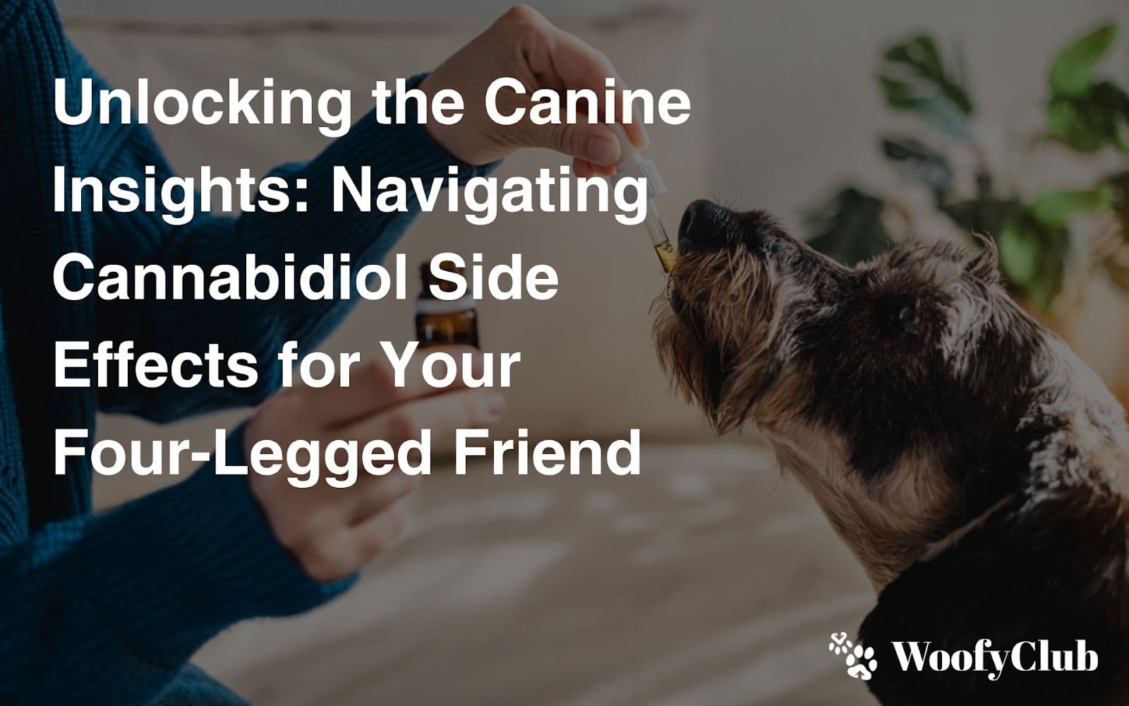 Unlocking The Canine Insights: Navigating Cannabidiol Side Effects For Your Four-Legged Friend