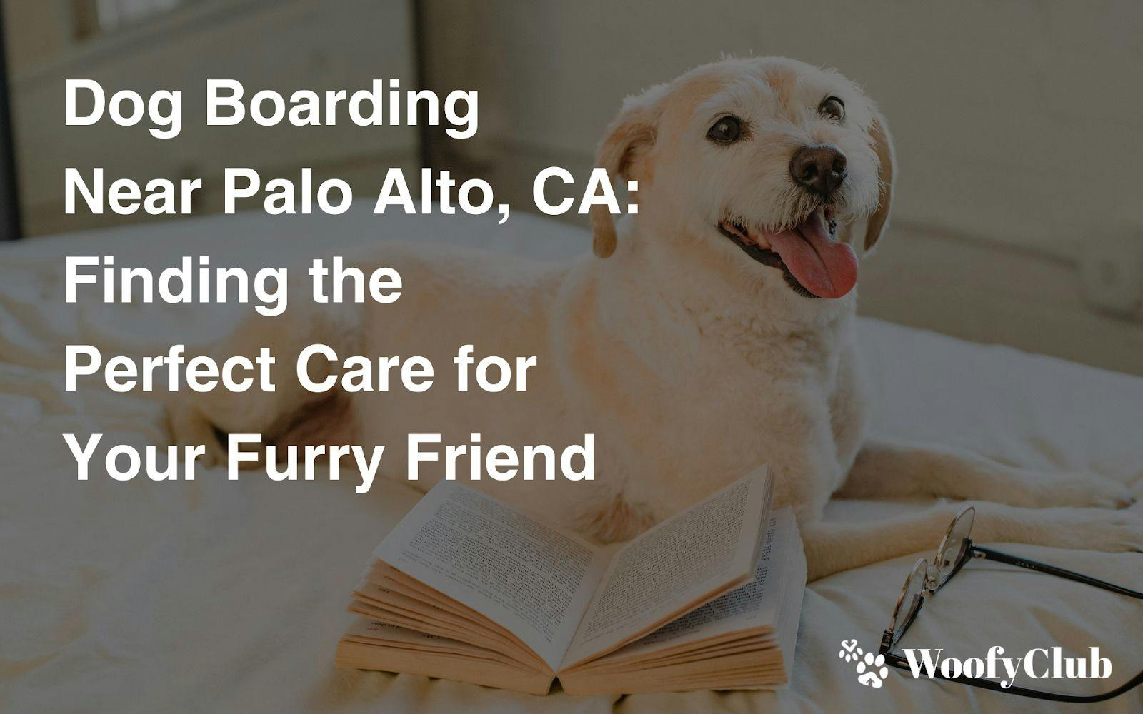 Dog Boarding Near Palo Alto, CA: Finding The Perfect Care For Your Furry Friend