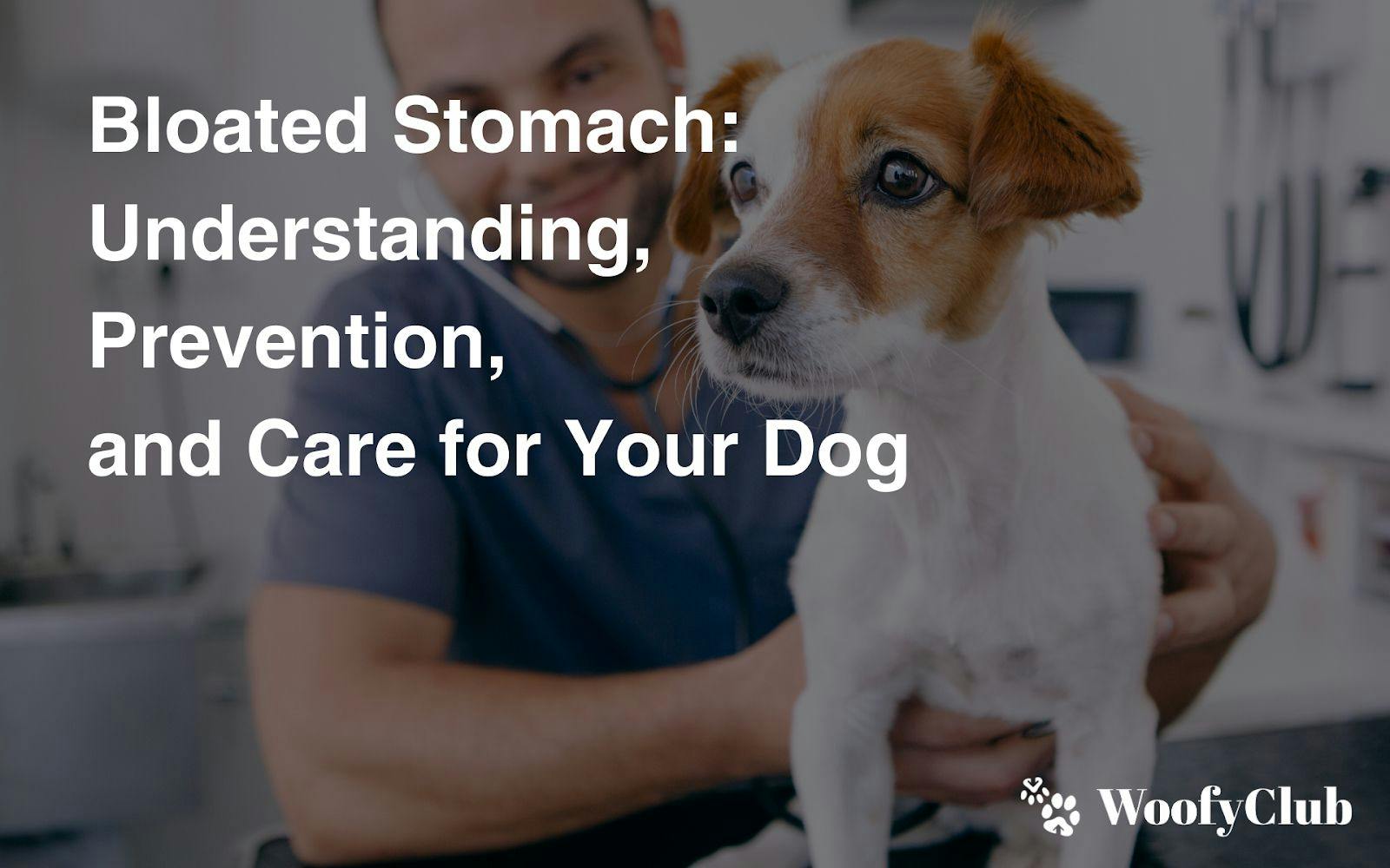 Bloated Stomach: Understanding, Prevention, And Care For Your Dog