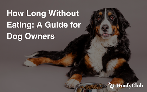 How Long Without Eating: A Guide For Dog Owners