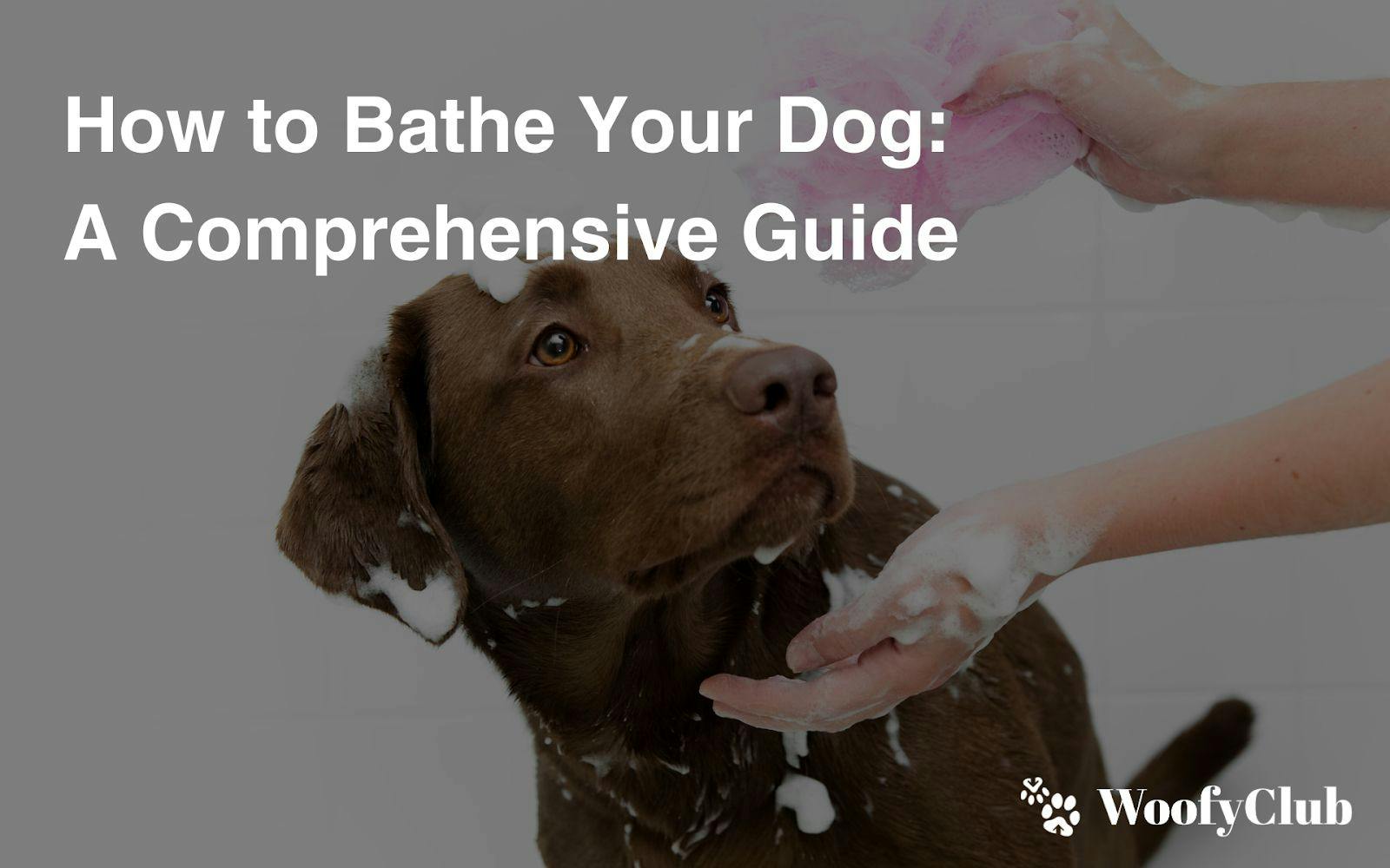 How To Bathe Your Dog: A Comprehensive Guide
