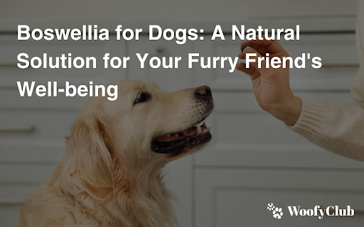 Boswellia For Dogs: A Natural Solution For Your Furry Friend's Well-being